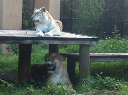 Photo of Tiger and Liger A rare liger (lion/tiger cross) lying under a tiger. Note how huge the liger is! , Alison W - November 2014