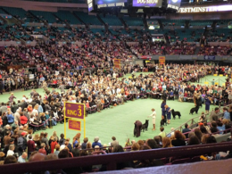 Photo of Westminster at Madison Square Garden A view of the competition from the stands., kellythepea - October 2010