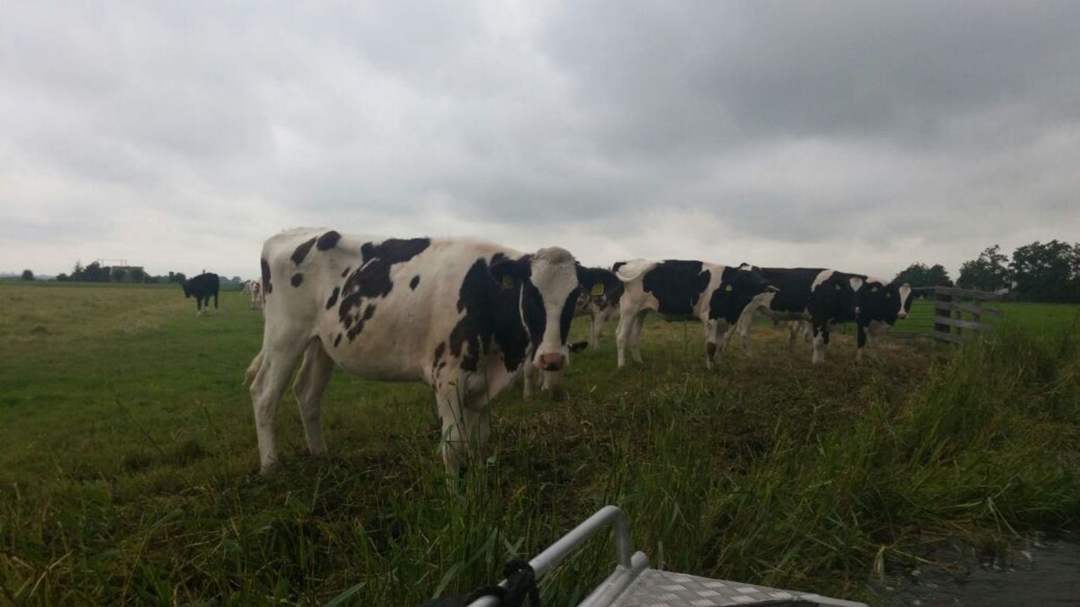 Cows in the Countryside