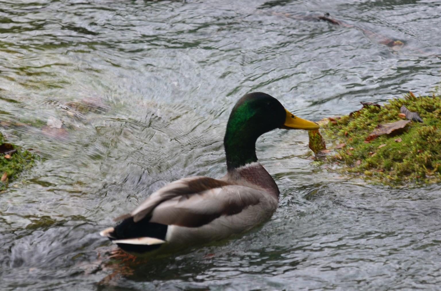 Duck on lake at Plitvice