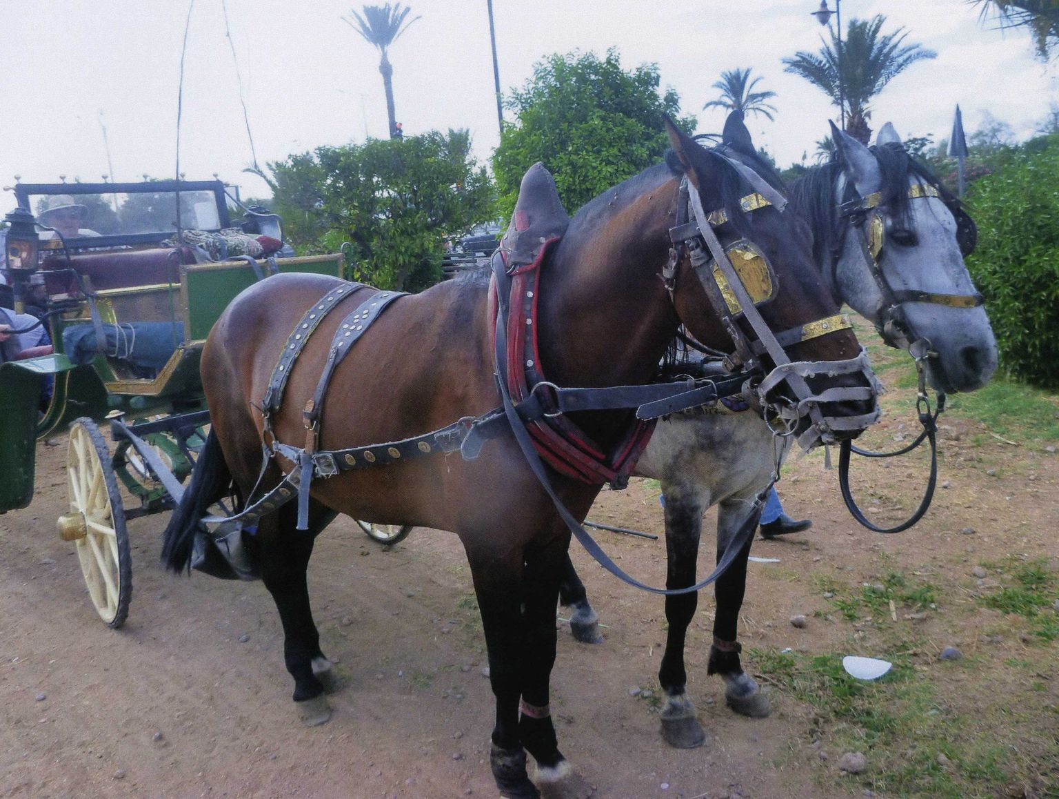 Horse  Carriage Ride back to Marrakesh