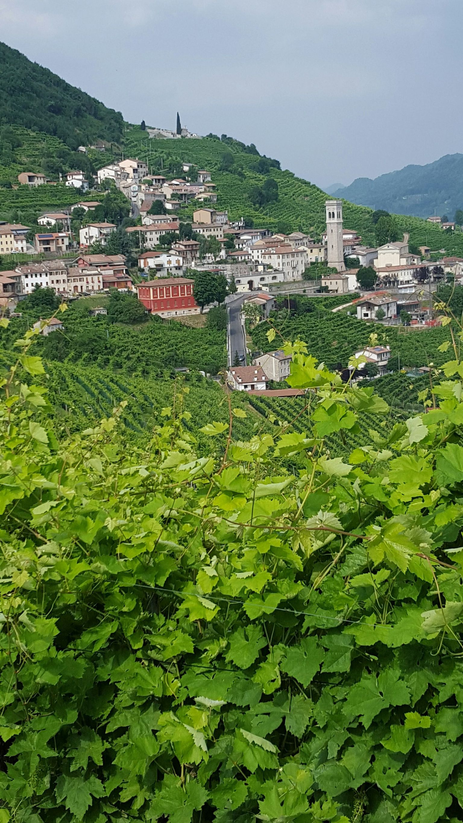 view from prosecco winery visited on the tour