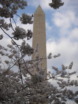 Photo of Washington Monument through cherry blossoms Washington Monument through cherry blossoms, Cat - January 2012