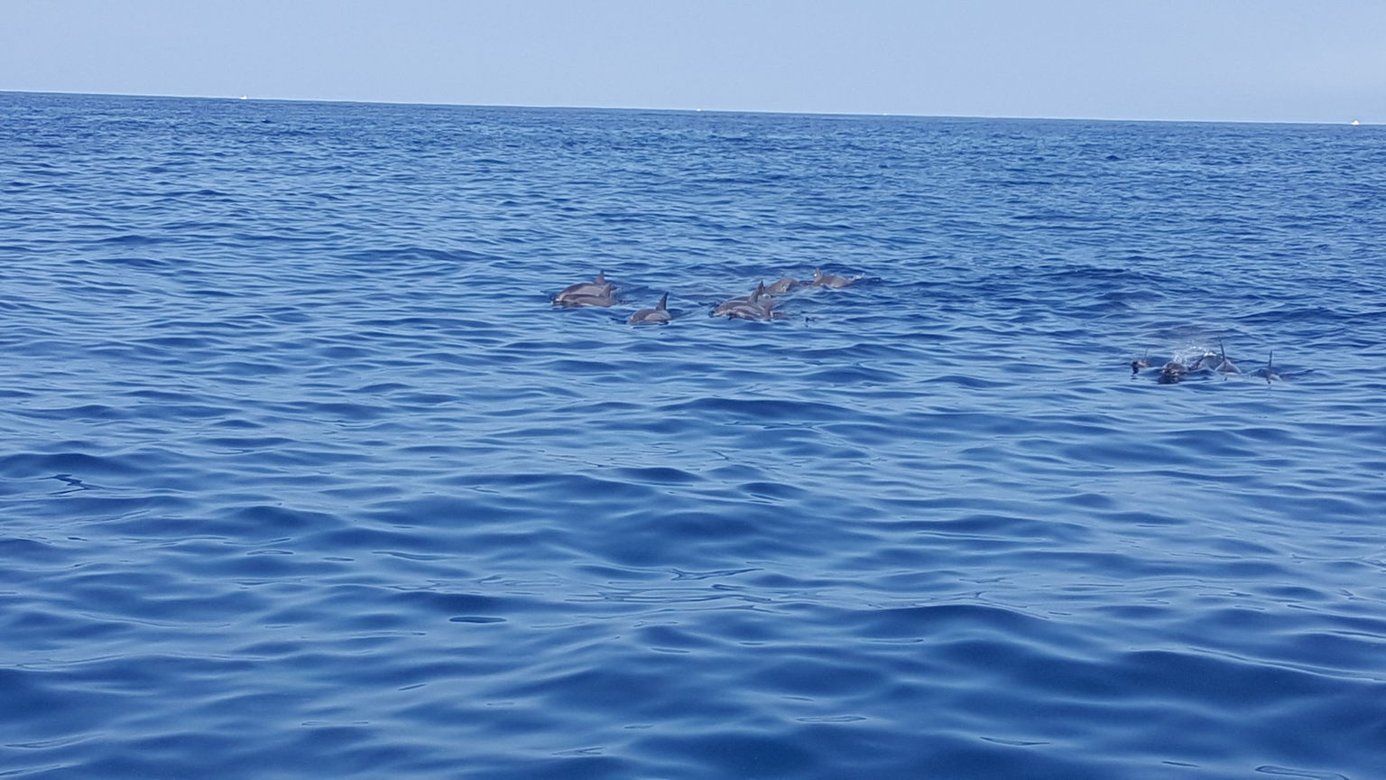 A group of dolphine