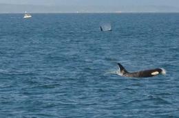 Photo of Orca Whales Not one, but two Orca "Killer" Whales off Henry Island in Haro Strait - July 2010
