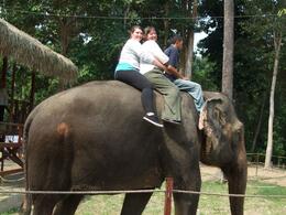 Photo of Riding an elephant Did not realize we would have to ride bare back. I was hanging onto the man (the elephant trainer) in front for dear life., Janet T - August 2009