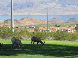 Photo of big horn sheep at park John our driver stopped by this park after dam tour to let us see the big horn sheep .. beautiful lake mead in background , Tad D - October 2015