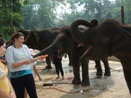 Photo of Elephant feeding time You get the choice of either feeding the trunk or putting the food in his mouth., Janet T - August 2009