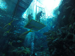 Photo of Our son gets ready to exit the shark cage Our son gets ready to exit the shark cage in the Florida Aquarium in Tampa. , Daniel M - December 2015