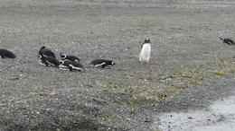Photo of Gable Island tour stops at pengins This photo was taken from the bow of our small motorboat. , Mike - December 2014
