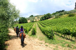 Photo of Horseback riding in Tuscan countryside Horseback riding in Tuscan countryside: The vines..., Lidia - July 2011