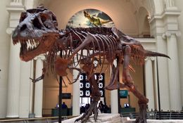 Photo of Sue says hello Great to be able to see Sue at the Field Museum and see the story of her discovery. , Janet D - June 2016