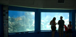 Photo of Caribbean Reef Encounter This was a large tank in the round with loads of different sealife - August 2011