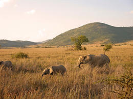Photo of Pilanesburg Safari: Elephants Elephants at sunset, Pilanesburg, Sun City, Bophutatswna, South Africa - May 2011
