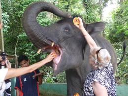 Photo of Feeding time at the sanctuary Feeding the elephants at the sanctuary. Make sure you keep the fruit high so they can see it. - December 2008
