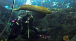 Photo of Our Dive masters and a large green moray eel Our Dive masters and a large green moray eel , Daniel M - December 2015