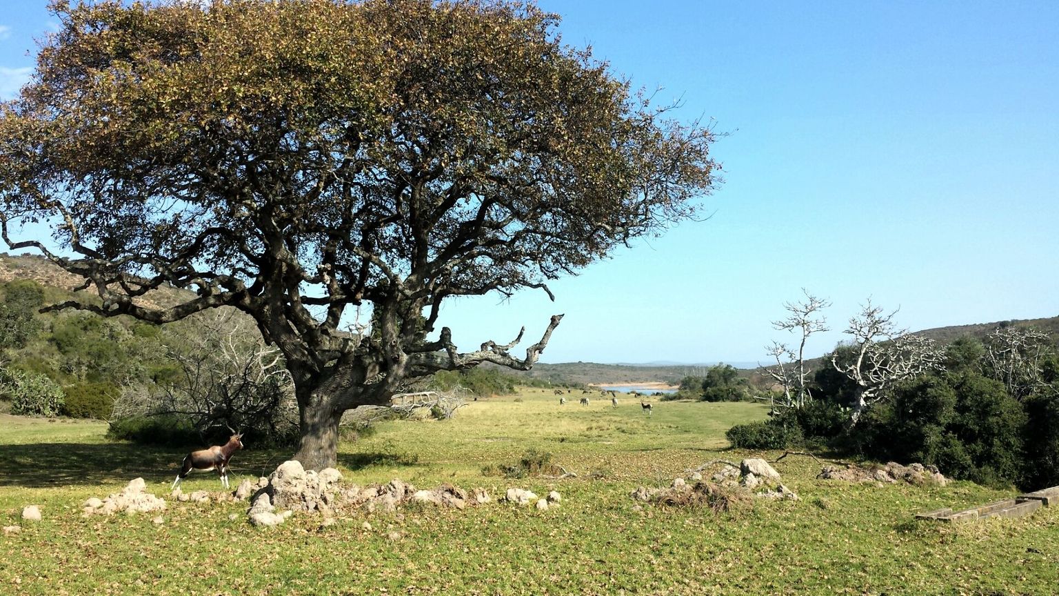 Safari Sights