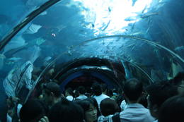 Photo of SEA Aquarium - too many people amazing attraction but as I mentioned dont visit on a public holiday or weekend if you dont like crowds and queues! , Donna O - August 2014