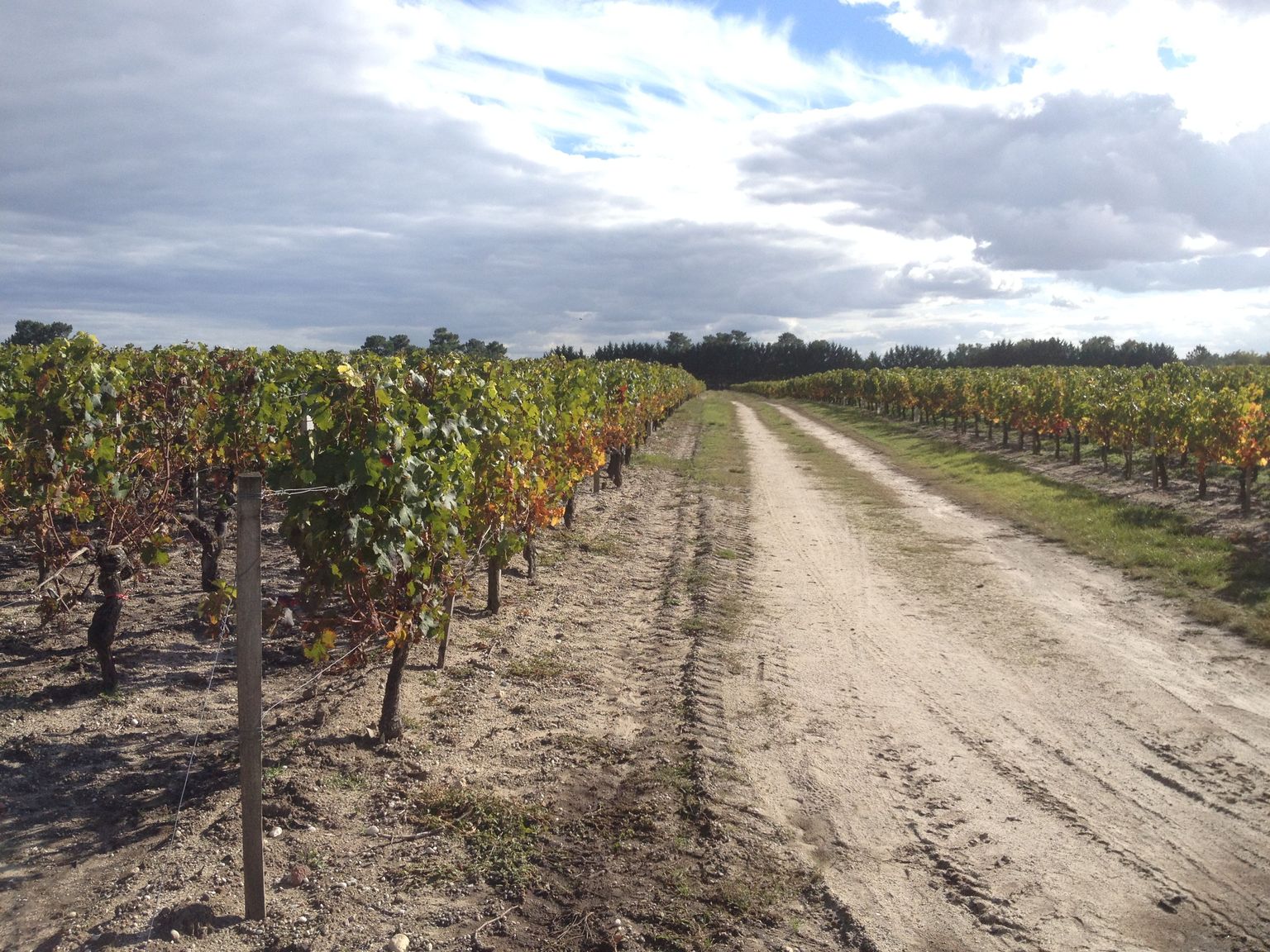 Vineyards at the Chateau Paloumey