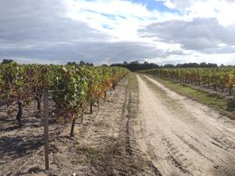 Photo of Vineyards at the Chateau Paloumey Some vineyards at the Chateau Paloumey at the end of harvest. , Rachel A - November 2015