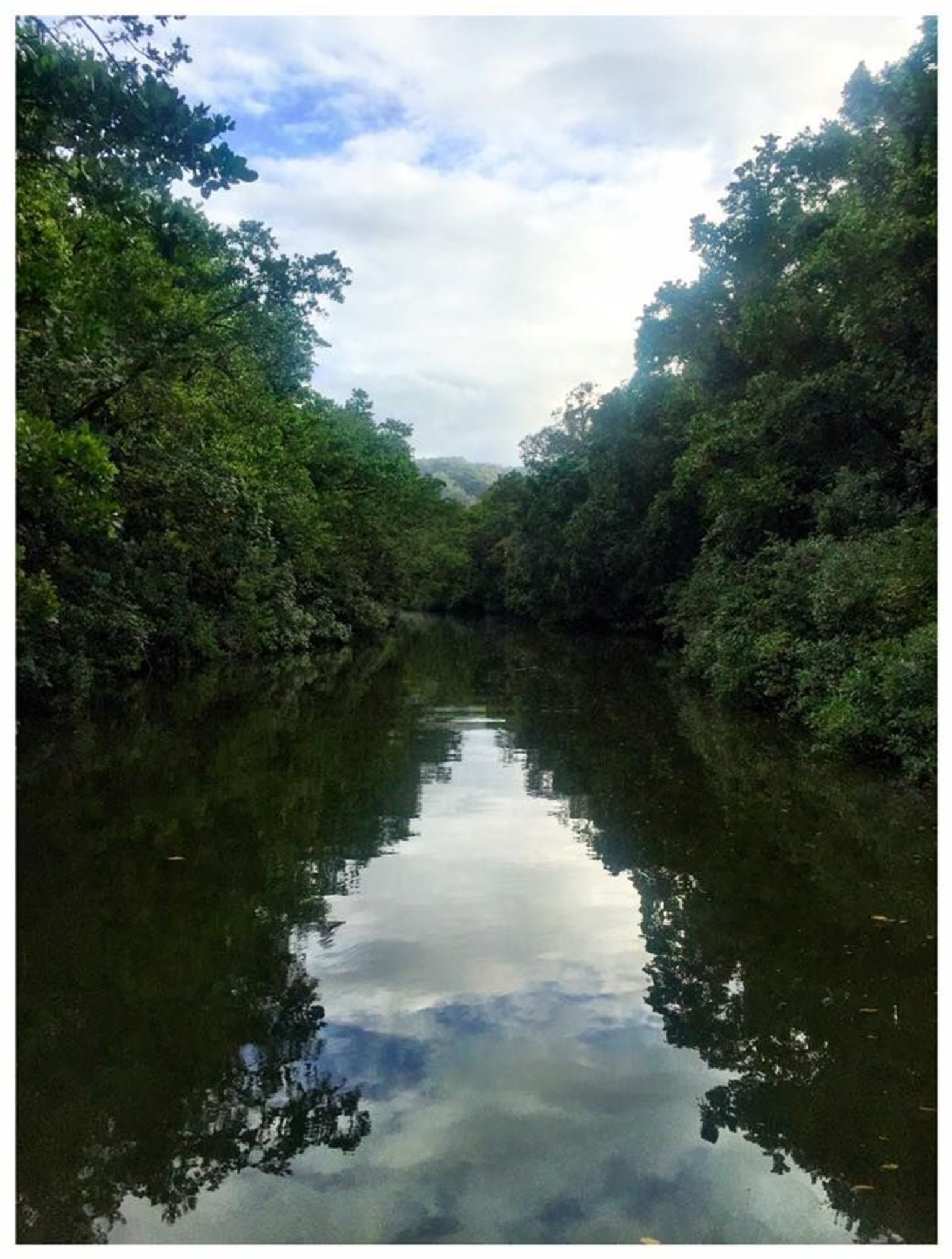 Daintree River