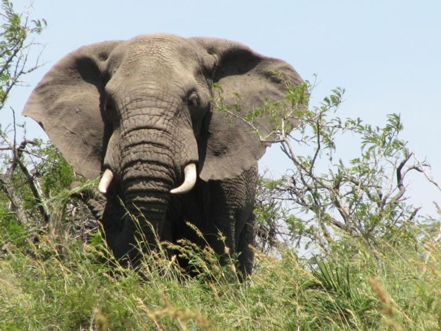 Hluhluwe Game Reserve