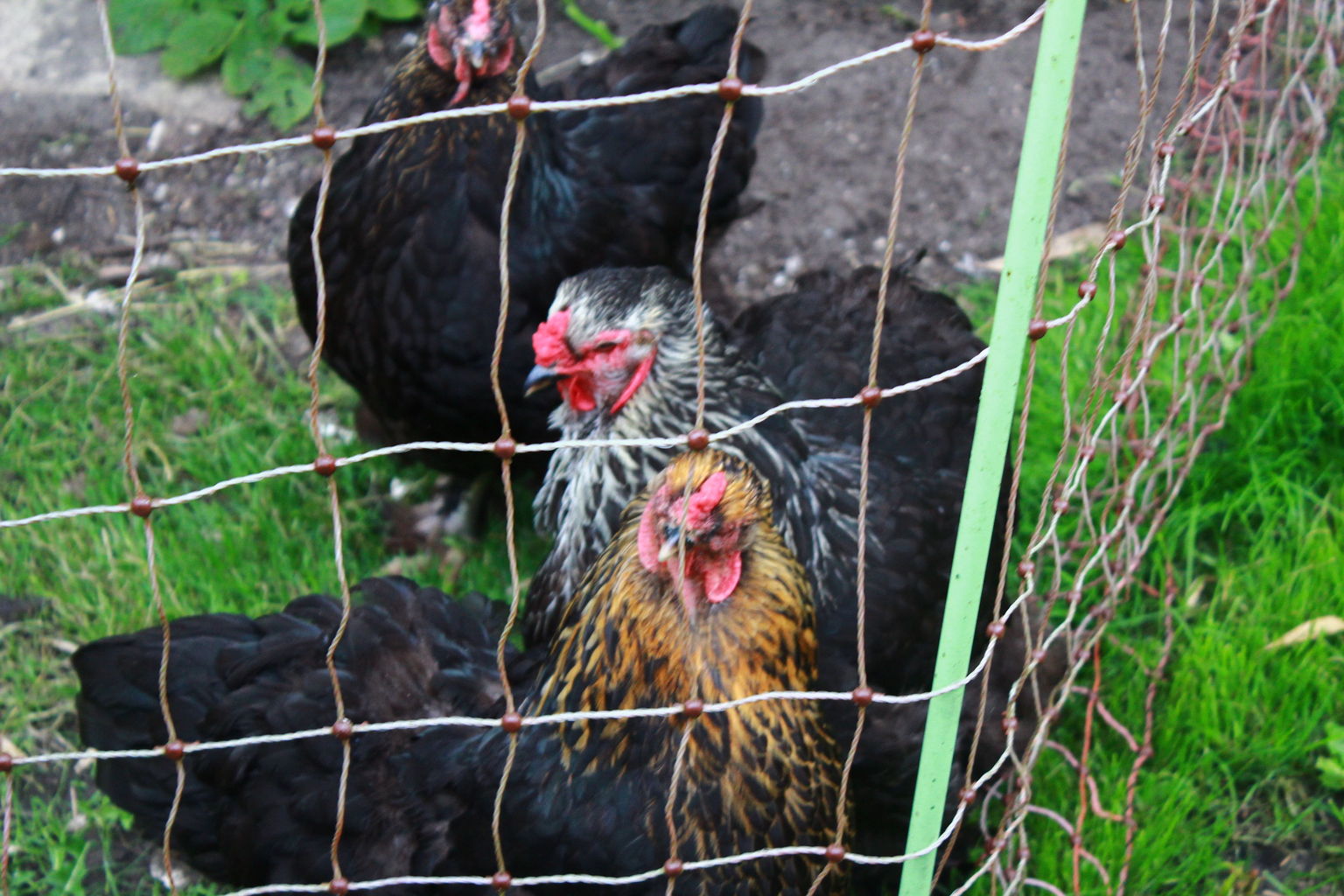 Backyard Chickens