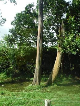 Photo of rainbow eucalyptus just one of the many plants/trees we saw on the route and our tour guide had info on practically all of them...many with Hawaiian myth stories to boot. , Carol P - May 2016