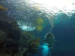 Photo of A large sand tiger swims above us in the Florida Aquarium A large sand tiger swims above us in the Florida Aquarium in Tampa. , Daniel M - December 2015