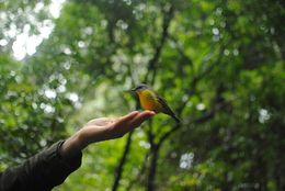 Photo of Beautiful Robin of the Lamingtons park. First time seeing a Robin that was so close to me.... , Yun Teng W - July 2016