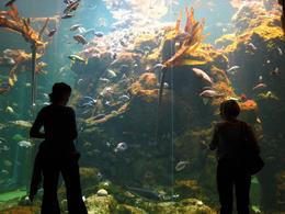 Photo of Kelp Forest The huge viewing windows are great for viewing the fish in the kelp forest. - November 2009