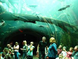 Photo of Aquarium tunnel You feel like your underwater when you walk through this tunnel! - November 2009