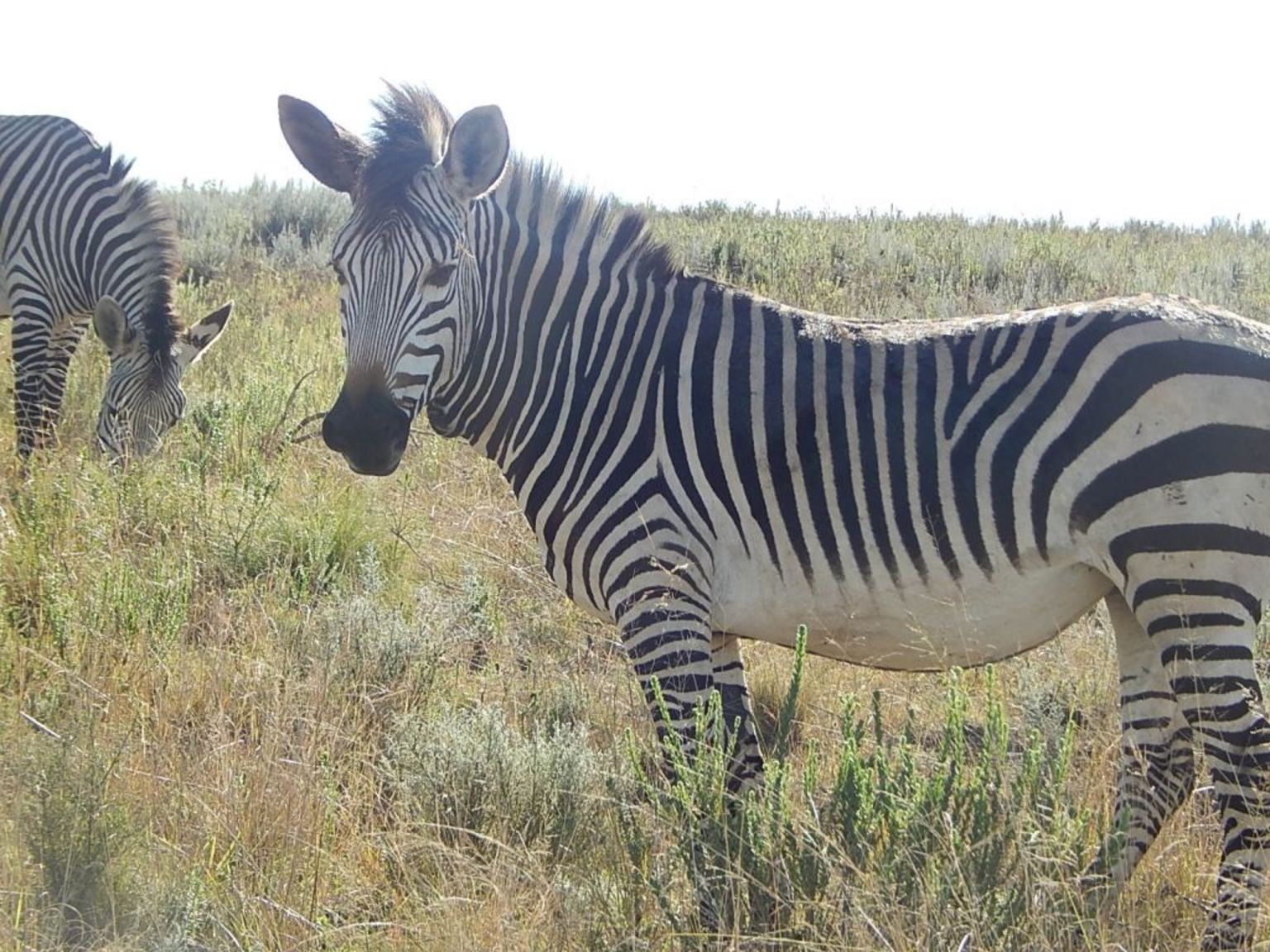 Zebras