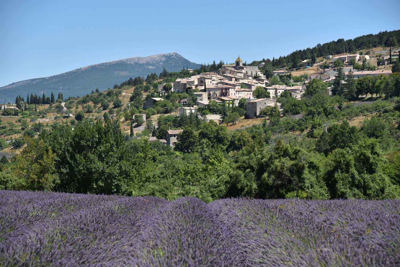Lavender Fields