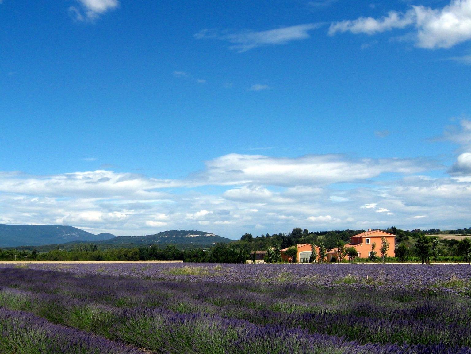 Lavender