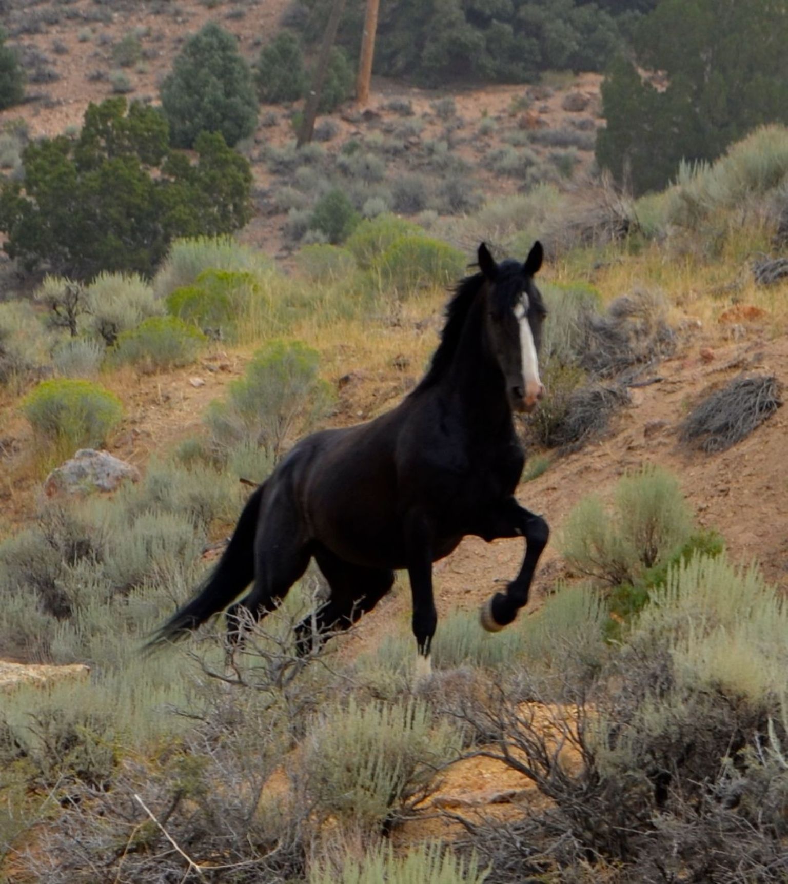 Wild Mustangs