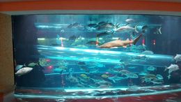 Photo of Golden Nugget shark pool We got off the bus at the Golden Nugget, and while walking through the property to get to Fremont Street, the tour guide stopped in the shark pool area. , mjames1229 - April 2016