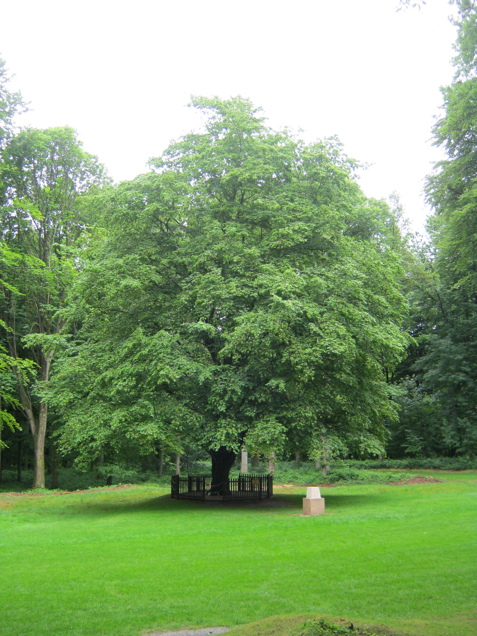 Last tree