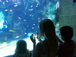 Photo of Watching all the fish Views of the fish were exceptional. , Randy K - August 2015