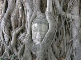 Photo of Ayutthaya: Buddha's Head Wat Prasriratthanamahathat - Buddhas's head found in a tree (Ayutthaya) - June 2011