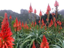 Photo of Kirstenbosch Botanical Garden Kirstenbosch Botanical Garden was one of the stops on the Cape Peninsula Tour., Kathi J - December 2009