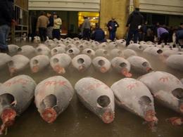 Photo of At the Fish Market It's an unbelievable sight, every day the halls fill with freshly caught fish, and at around 6am there's a burst of activity as the auctioneers do their thing. That's the time to be there! , ROD C - February 2011