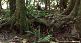 Photo of Old growth trees, moss, and ferns The area is still verdant, though it is the dry season (August) , Hubserver - September 2013
