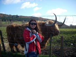 Photo of On the way to the Highlands Our first stop. I got to feed this Hamish. I was told he's the face of all the Hamish postcards. I was thrilled to see him up close., Variya R - March 2009