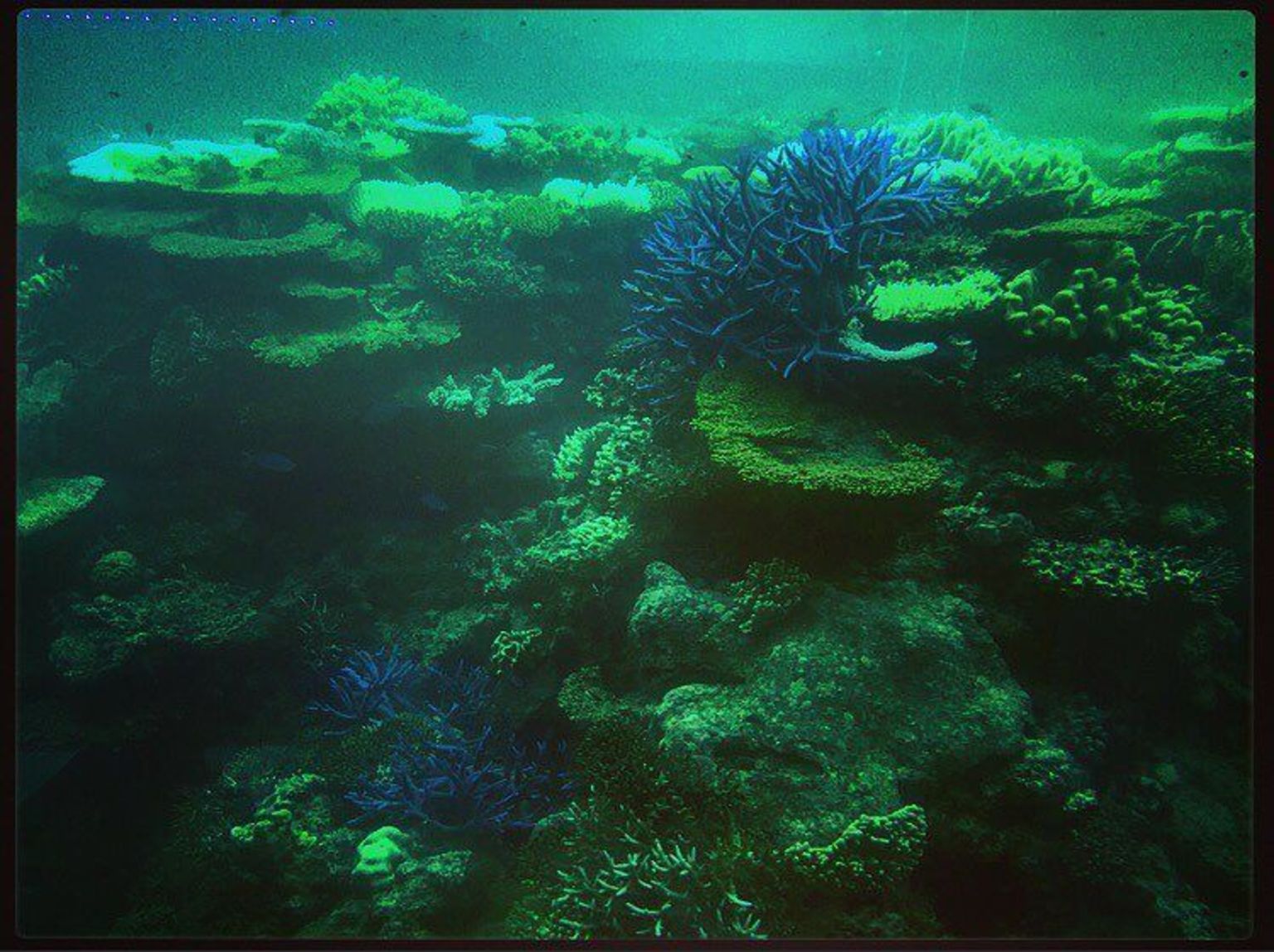 the reefs captured in semi-submersible boat