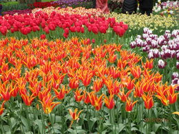 Photo of Tulip Garden Some of the gorgeous flowers in the garden. The colors are so beautiful and vibrant. , vacation - May 2015