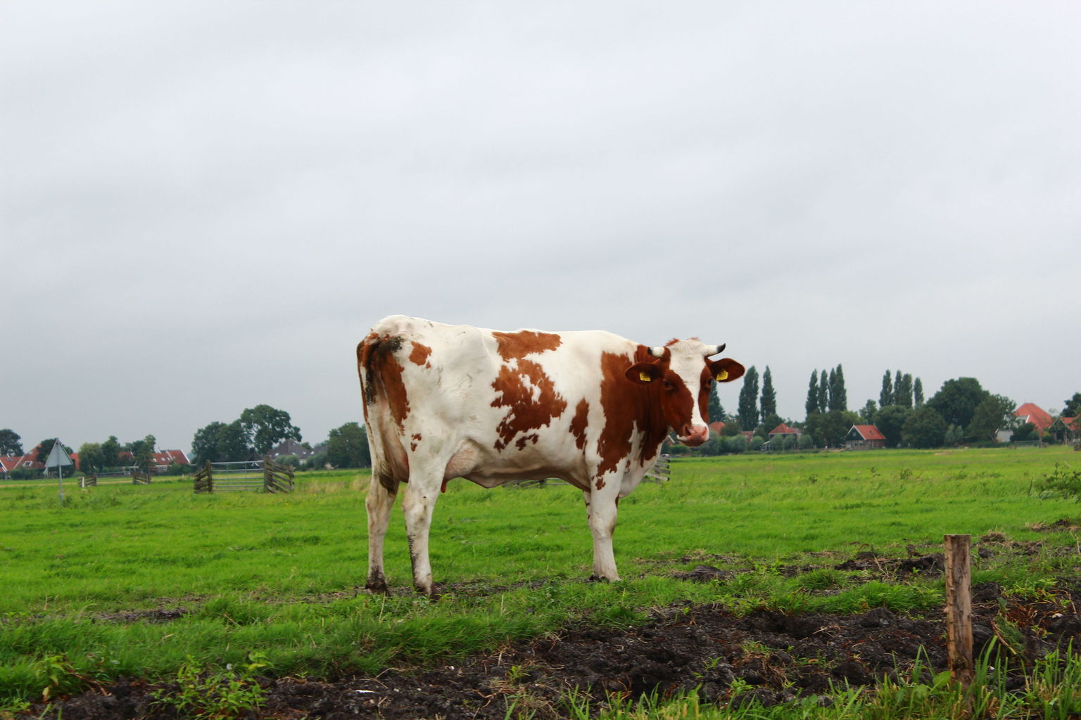 Brown Cow in the Country Side
