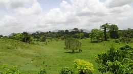 Photo of Green countryside view A side shot from the truck showing the wonderfully lush countryside. , Allan - September 2015