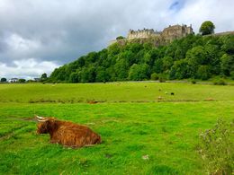 Photo of Stirling Castle Our final stop was this picturesque view of Stirling Castle with some local residents in the foreground. , Daniel S - August 2016