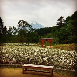 Photo of View of Mt. Fuji from the Ninja Gardens View of Mt. Fuji from the lunch stop within the Ninja Garden , ashley - May 2016